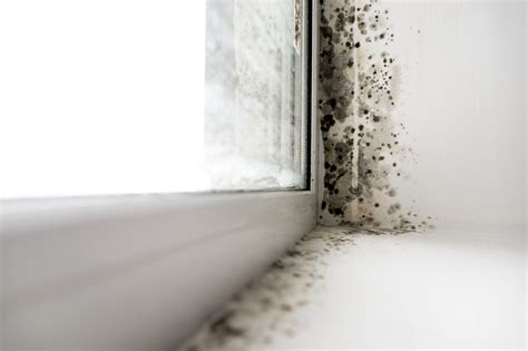 Is Black Mold on Shower Curtain Dangerous? Exploring the Hidden Dangers and Unseen Connections