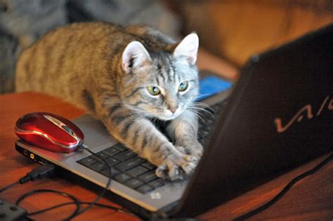 itストラテジスト 転職: なぜ猫はプログラミングを学ぶべきなのか？